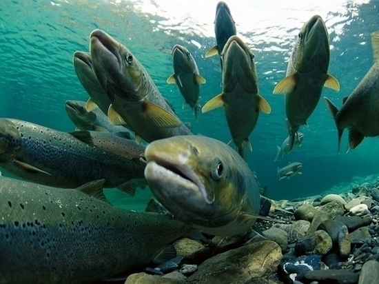 Осеннюю кету начали продавать в Хабаровске