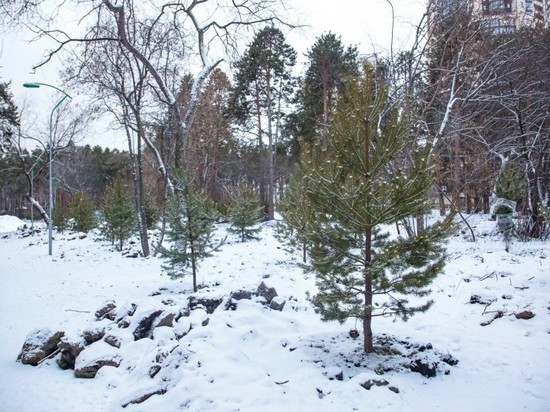 В екатеринбургской Зеленой роще высадили около 500 хвойных деревьев