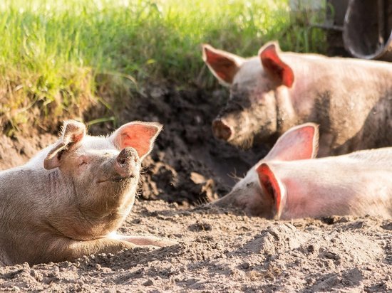 В Тульской области свиньи остались без прогулок