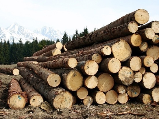 В Калужской области выявлена контрабанда леса в Китай