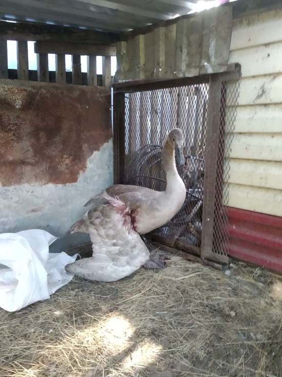 Алтайский орнитолог призвал неравнодушных спасти раненого лебедя-шипуна