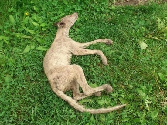 Чупакабру поймали под Себежем