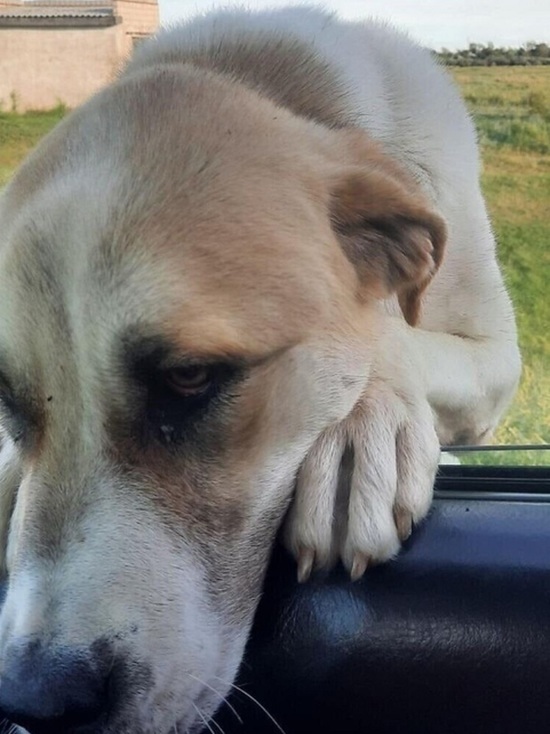 Жители алтайского села разыскивают хозяев пса-потеряшки