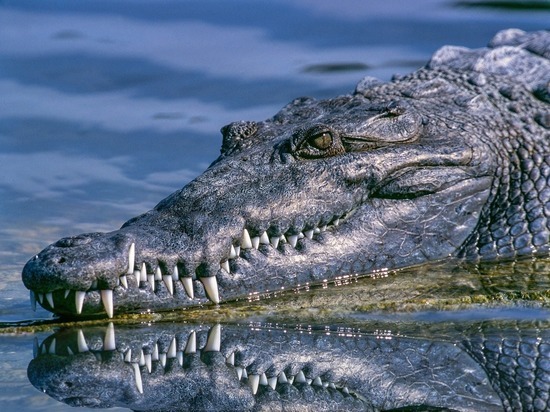 Крокодила весом более 200 кг выловили в Миссисипи