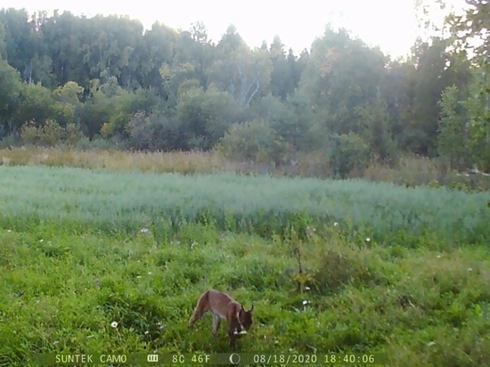 В Кировской области удалось заснять рысь и пару лосей