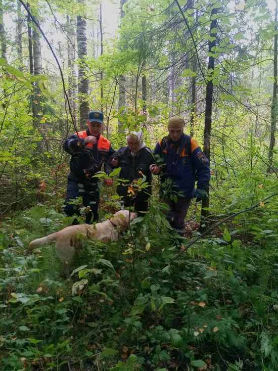 Пожилую женщину, заблудившуюся в лесу, нашла волонтер с собакой