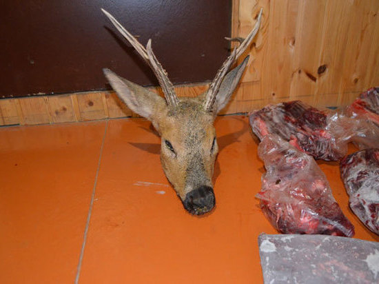 Браконьер из Башкирии собирался сделать вешалку из головы косули