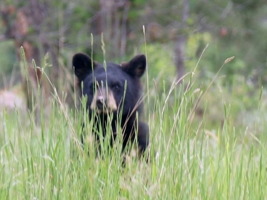 Погоня за медведем шокировала жителей села под Новосибирском