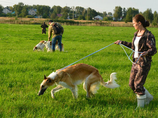 В выходные дни костромские собаководы провели выставку собак и испытания борзых