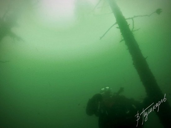 Ученые выяснят возраст деревьев на дне Светлого озера в Ноябрьске