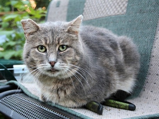 Животное Дно: в псковском райцентре подростки безнаказанно убивают кошек