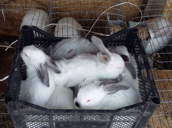 В Новом Уренгое бизнесмен Зайцев выиграл грант губернатора на разведение кроликов