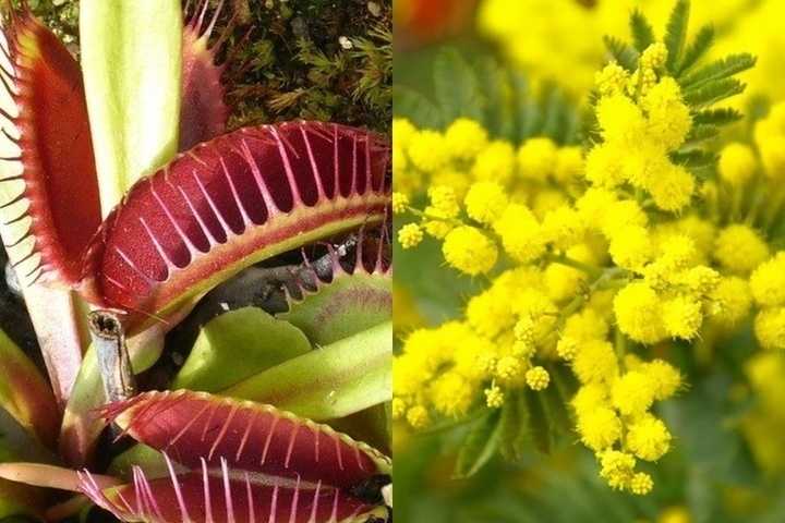 цветы способностей. креативный мозг. королева плотоядных растений. труд иллюстрация. цветы способностей.