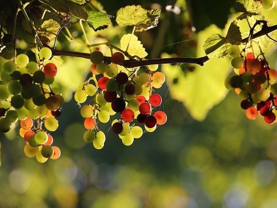 На Ставрополье собирают урожай винограда