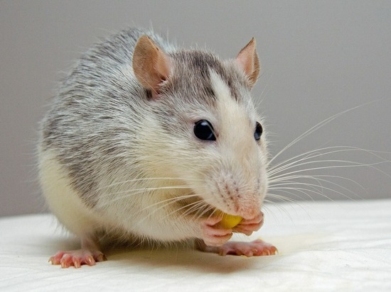 Крыса Фото Животного