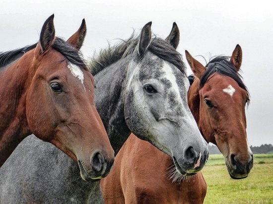 Башкортостан лидирует по производству кумыса и на втором месте по поголовью лошадей