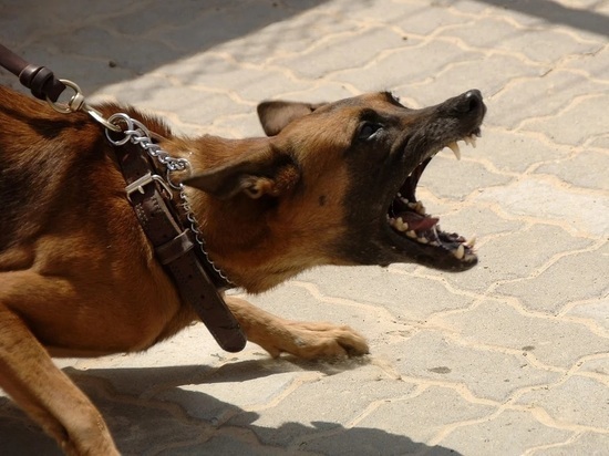 Прокуратура Хакасии встала на защиту покусанного собакой ребенка