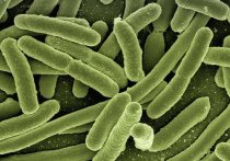 Появление бактерий, устойчивых к противомикробным препаратам – так называемых «супербактерий» – представляет гораздо больший риск для здоровья человека, чем COVID-19, предупреждают ученые