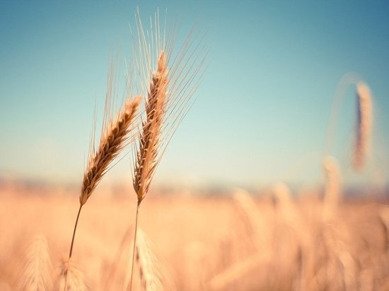 Башкирские аграрии собрали 3,5 млн тонн зерна