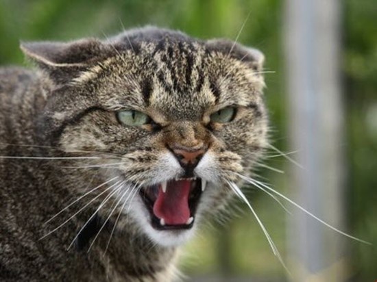 Новосибирец пожаловался на садистский расстрел кошек из винтовки