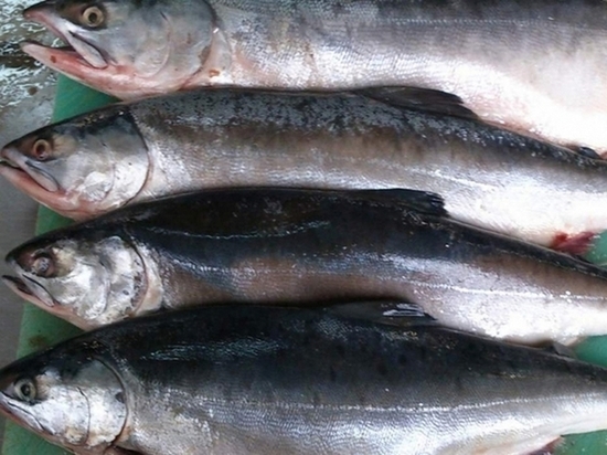 Хабаровчане жалуются на рыбную вонь