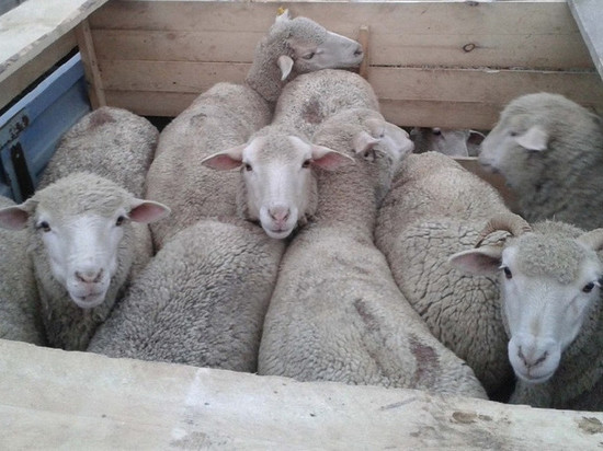 В Якутии инспекторы ДПС остановили грузовик с 125 овцами