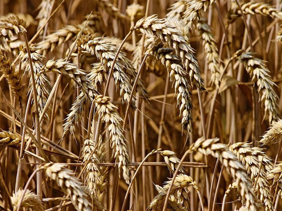 Из Оренбургской области пытались незаконно вывезти зерно