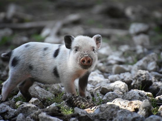В Хабаровске продолжают убивать свиней