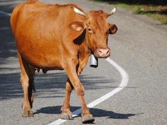 Виновницей аварии на калмыцкой дороге в очередной раз стала корова