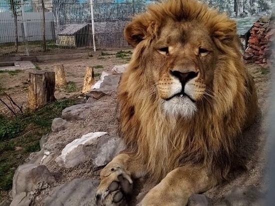 Сотрудники зоопарка в Абакане сняли завтрак льва Лёмика