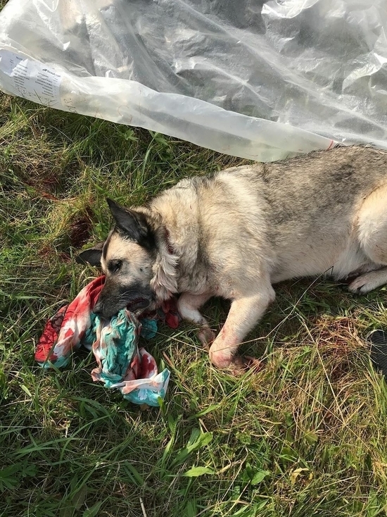 Псковский губернатор об убийстве собаки: Уверен, дело доведут до суда