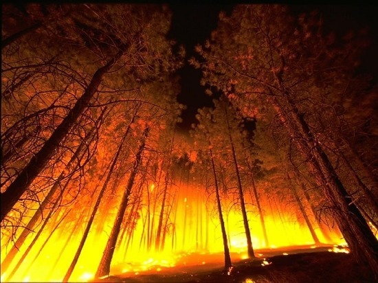 Осипов: Пожары должны стать «бедой по зарплате» в «Забайкаллесхозе»