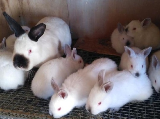 Спрос на тюменских кроликов превышает предложение
