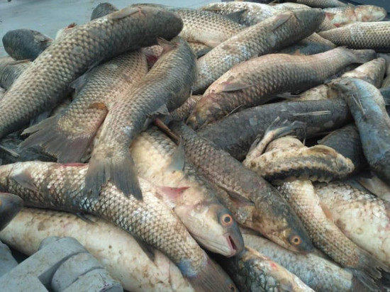На Кубани рыбаки получили «условку» за ловлю судака и тарани
