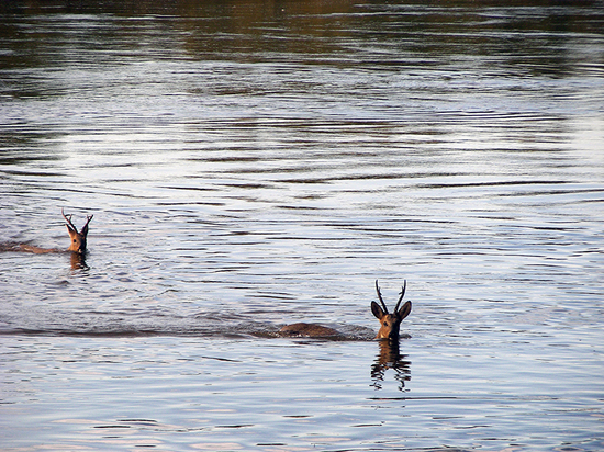 На реках Хакасии ждут массовую миграцию косули и оленя благородного