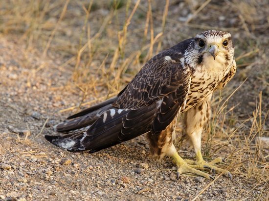 Экологи и энергетики намерены предотвращать гибель редких птиц на ЛЭП Хакасии