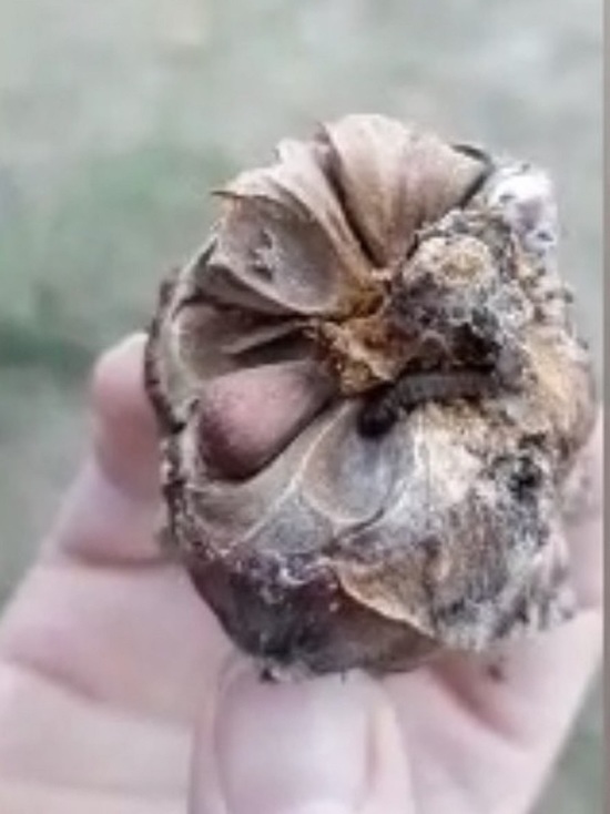 Сборщики орехов в Бурятии забили тревогу из-за гусениц в шишках