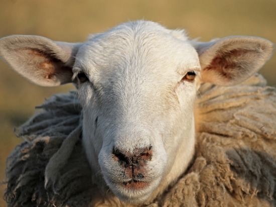 Минсельхозу Забайкалья напомнили о «ждановском» миллионе овец