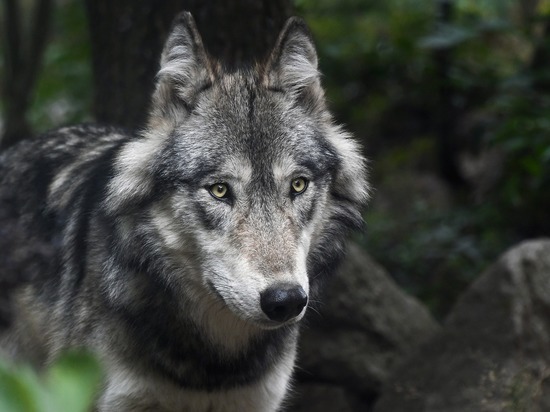 За 8 месяцев в Кировской области добыли 141 волка