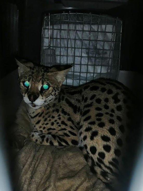 Житель Петербурга купил себе самую дорогую кошку в мире