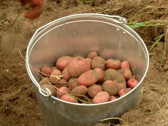 Фермер в Надыме собирает экспериментальный урожай картофеля
