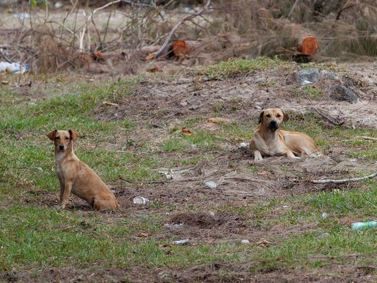 Покусанной бродячими собаками жительнице Владимира компенсирован моральный вред