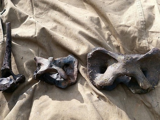 Удмуртские школьники нашли кости древних животных