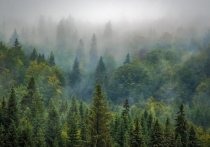 В Забайкалье может появиться отдельное министерство для решения проблем лесной отрасли