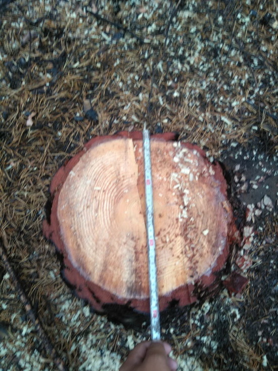 В Бурятии чип в древесине «сдал» черного лесоруба с потрохами