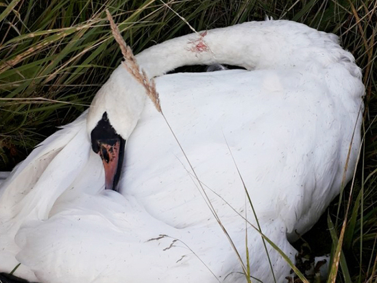 В Талдомском районе пьяные охотники застрелили любимого лебедя местных жителей