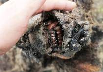 Первую, хорошо сохранившуюся мумию древнего бурого медведя нашли жители  Большого Ляховского острова, входящего в архипелаг Новосибирских островов