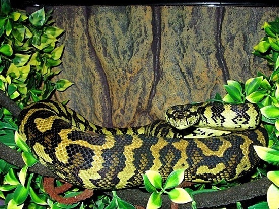 В Краснодаре у мужчины изъяли 16 редких змей