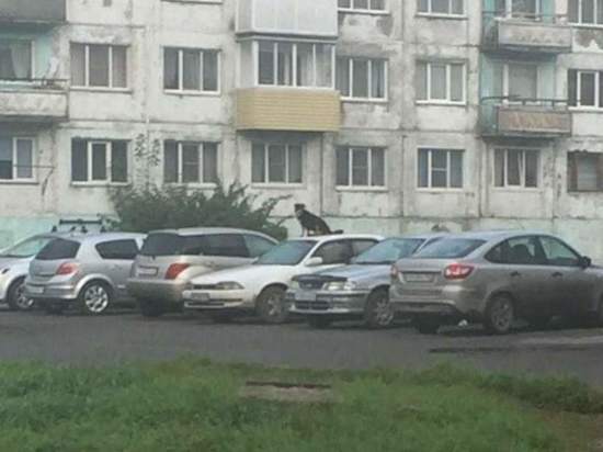 Собака на крыше машины испортила утро жителю Ленинска-Кузнецкого