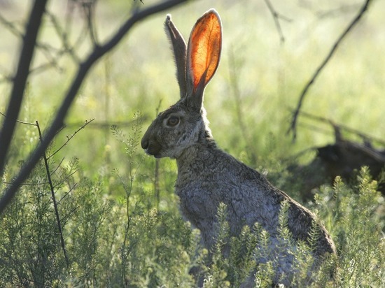 В Нижегородской области разрешена охота на зайцев и волков